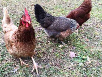 8 Reasons to Keep Chickens on the Backyard Homestead Image